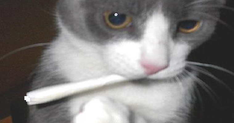 Heres A Bunch Of Instagram Pictures Of Cats Smoking Weed – Page 3