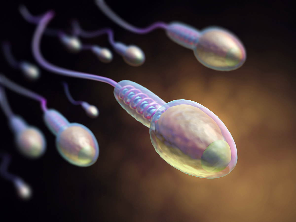 Sperm antibodies treatment