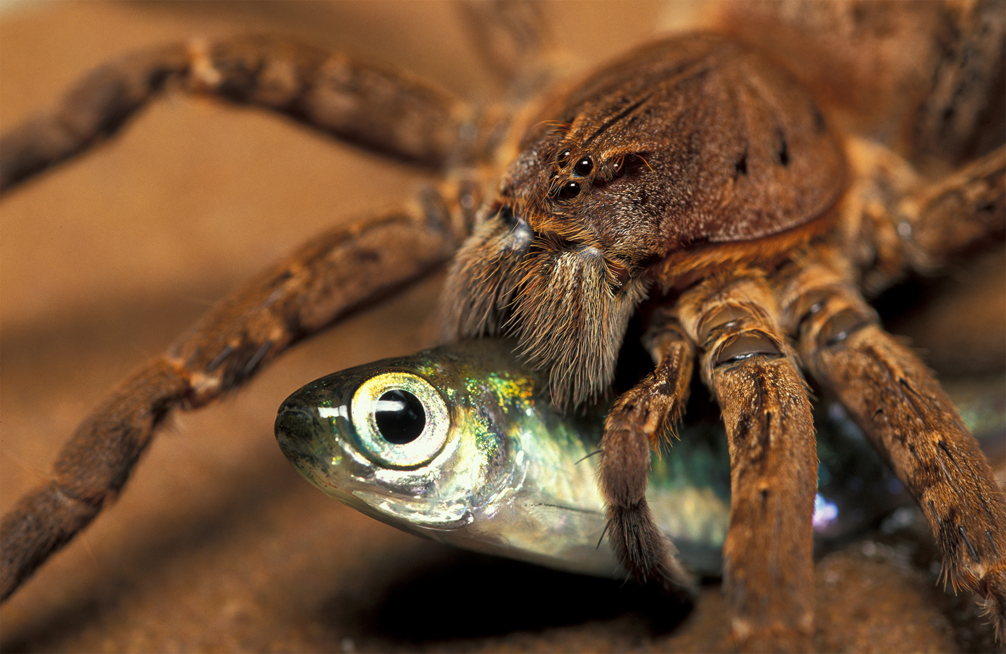 Someone Caught The Horrific Moment This Spider Was Destroyed By A Swarm