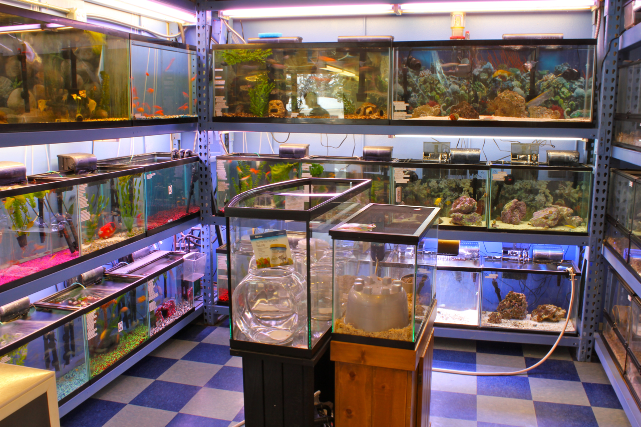 pet stores near me that sell fish