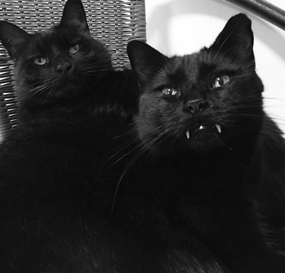 This Vampire Cat’s Dracula Fangs Helped To Find Him A Home – Sick Chirpse