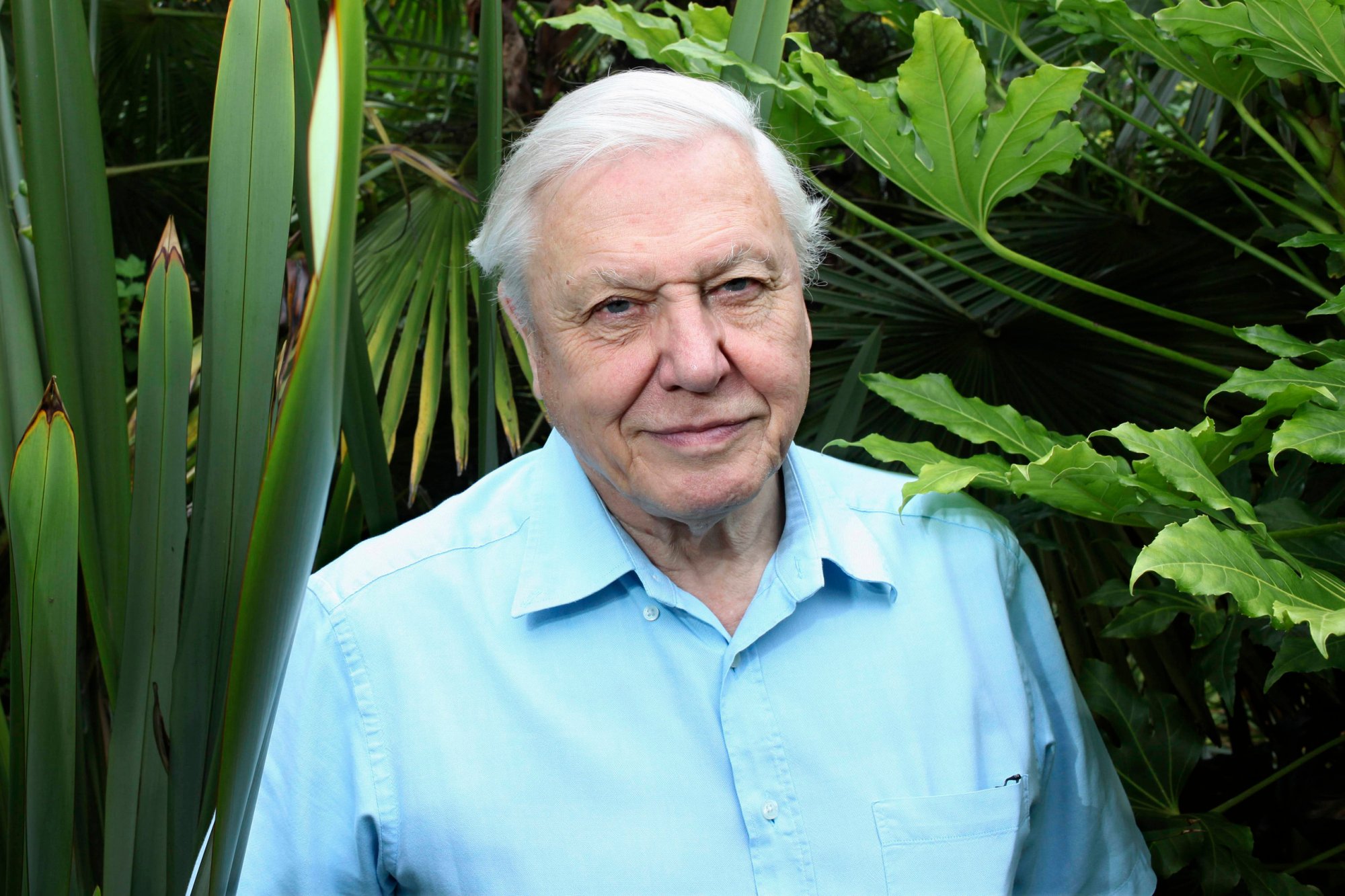 David Attenborough Reveals His One And Only Career Regret Sick Chirpse