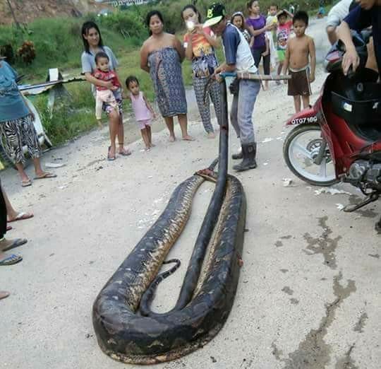 A 20 Foot Female Python Mating With A Tiny Male Was Killed During Sex 