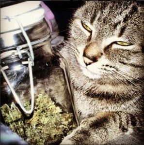 Here's A Bunch Of Instagram Pictures Of Cats Smoking Weed