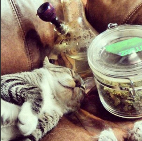 Cats Smoking Weed 4