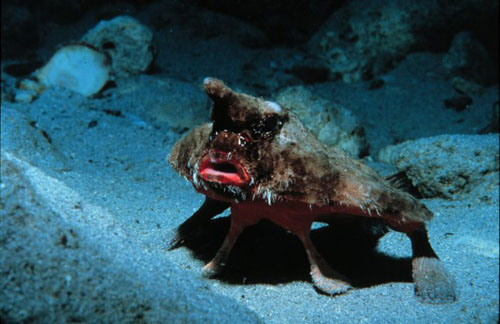 Underwater Weirdos - Bat Fish