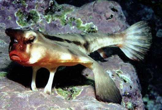 Weirdos of the Deep - Batfish 2