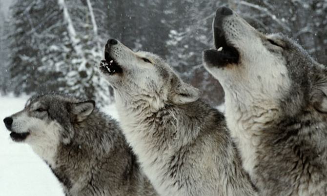 Wolf Pack Howling – Sick Chirpse