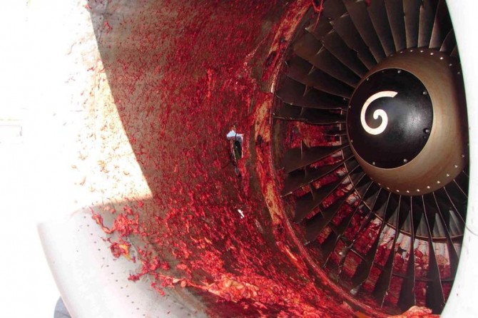 Aftermath Of Man Being Sucked Into Jet Plane Engine Nsfw – Sick Chirpse