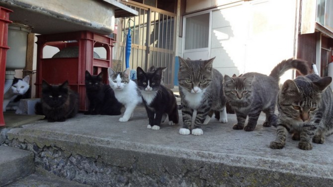 Tashirojima - Japan Cat Island - Cat Gang