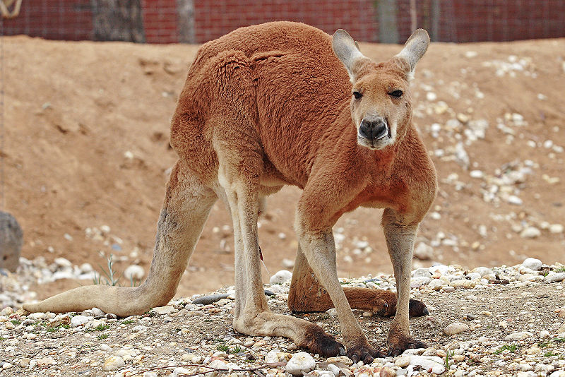 kangaroo