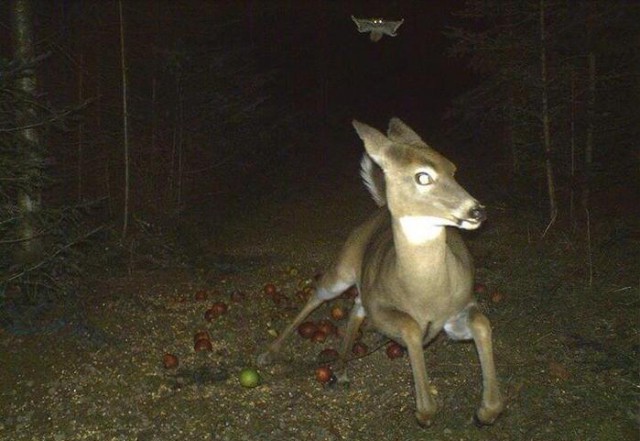 Awesome Phots From Russia With Love -  flying squirrel