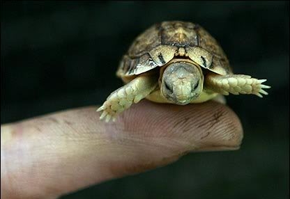 Smallest weirdest stuff - Tortoise - Speckled padloper