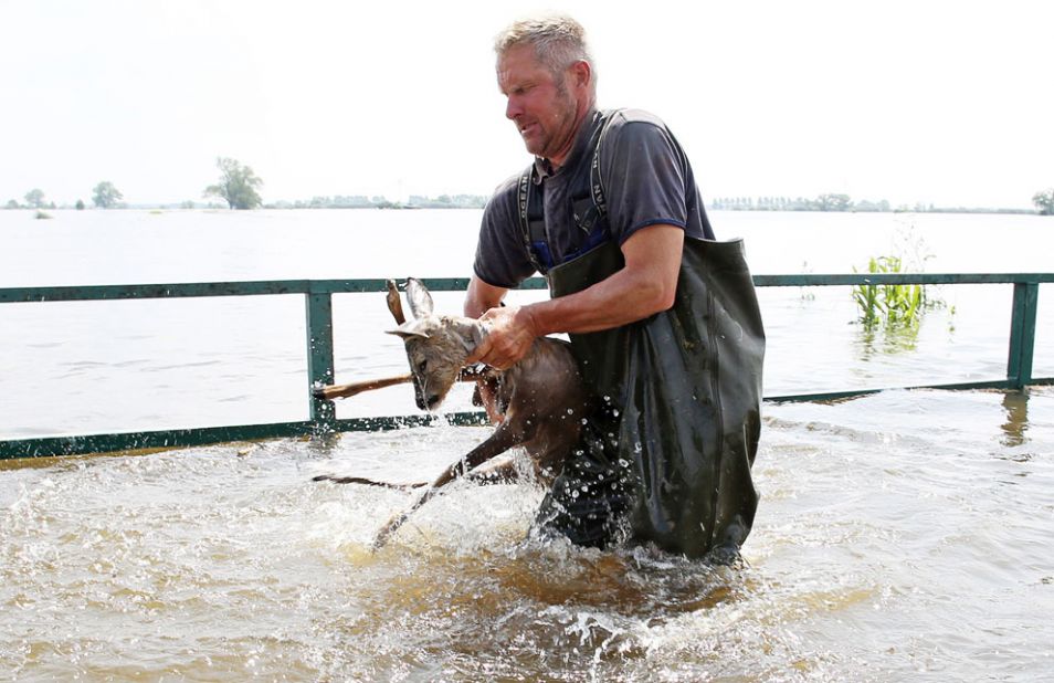 fisherman rescues deer in germany