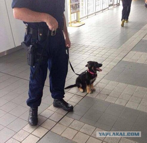 Russia With Love - police dog