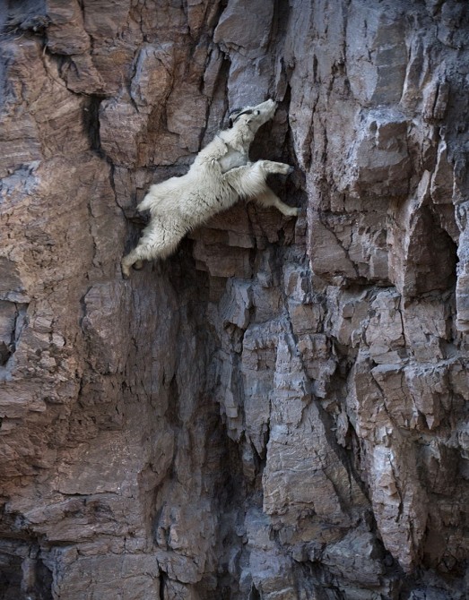 PHOTOS: Crazy Goats On Cliffs