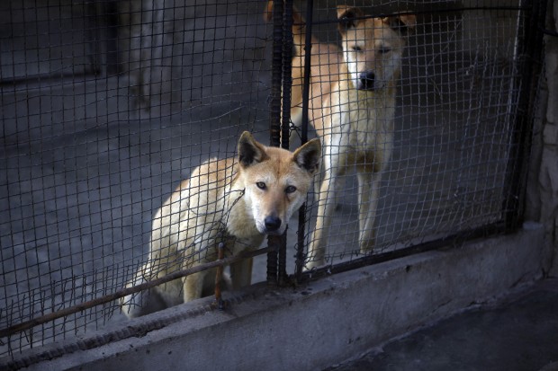 Weird News Week - north korea zoo dog