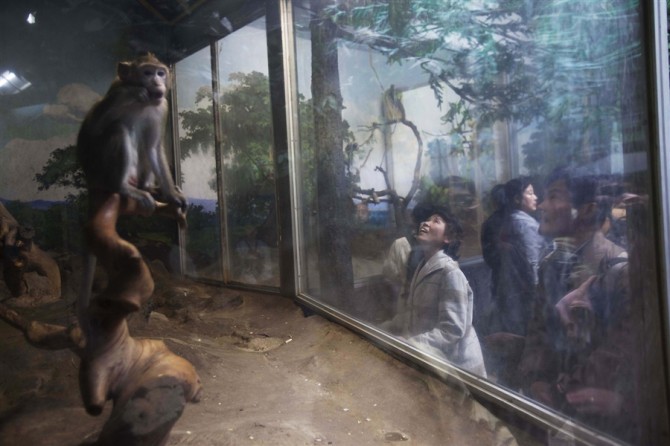 Weird News Week - north korea zoo monkey