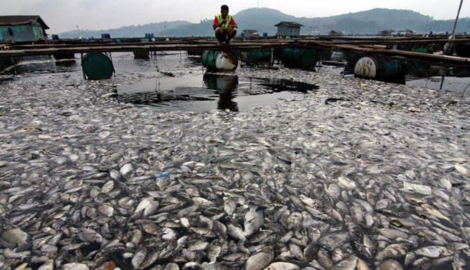 Dead Fish - Maninjau lake - Indonesia 2