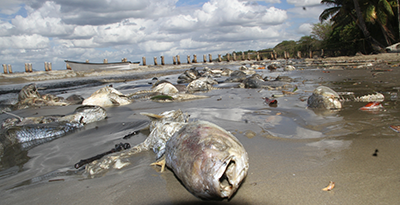 La Brea Coffee Beach Trinidad and Tobago Spill dead