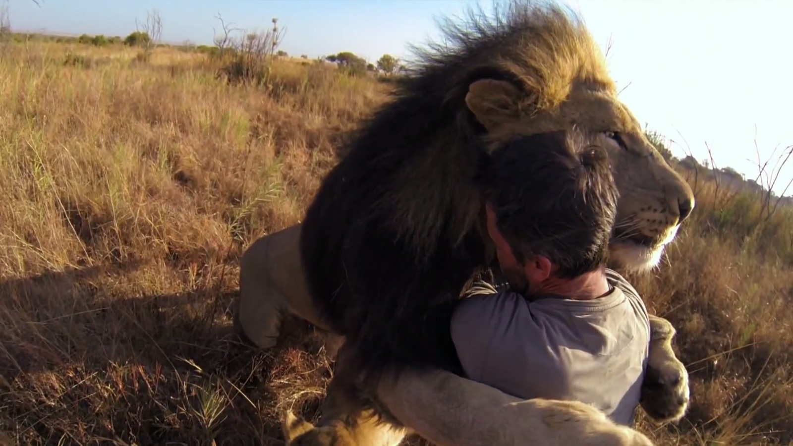 Video Man Shown Hugging Fully Grown Lions In Africa