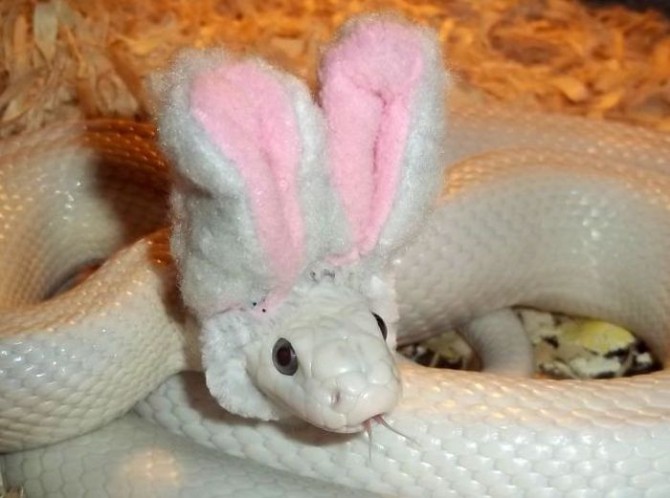 Awesome Photos From Russia With Love - snake with rabbit ears