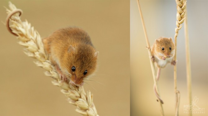 Weirdest Penises In The Animal Kingdom Sick Chirpse