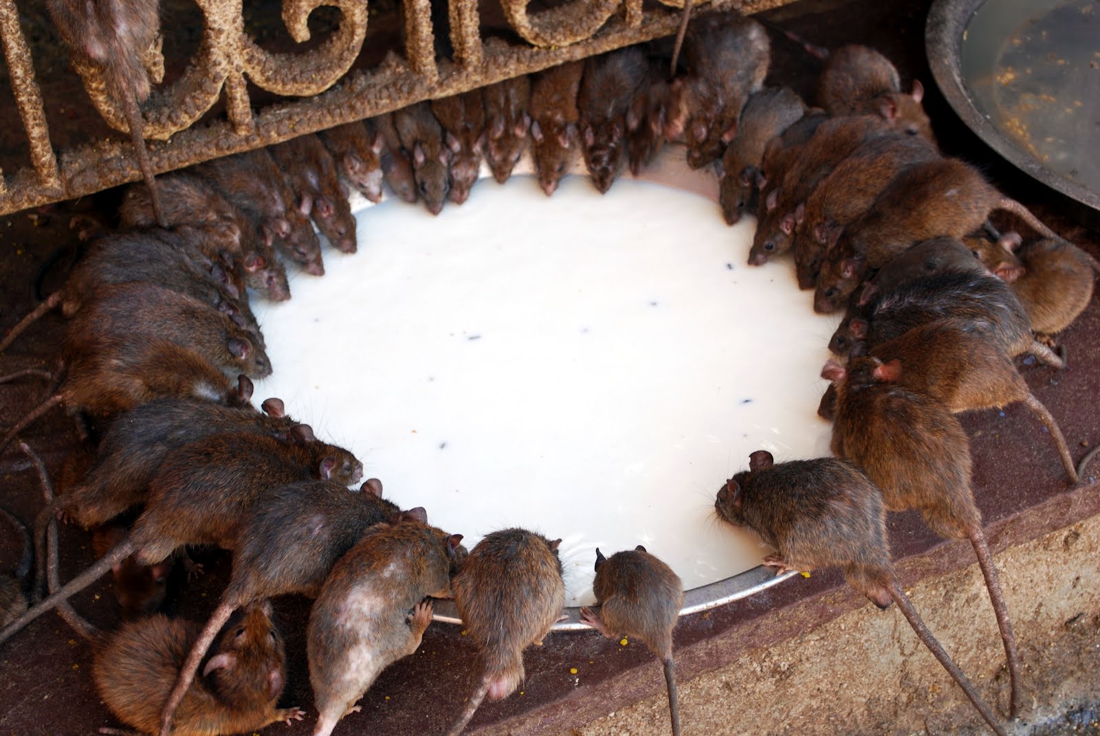 7-of-the-most-rat-infested-places-on-earth