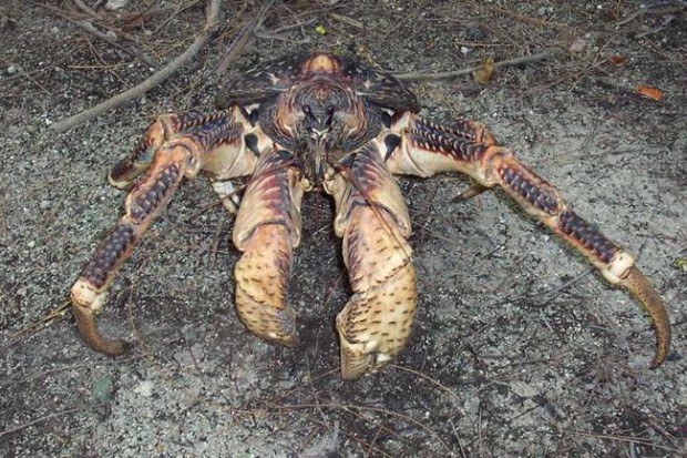 The Coconut Crab Is The Scariest Crustacean You'll Ever See