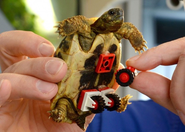 Tortoise Fitted With LEGO Wheels After It Loses The Use Of Its Legs