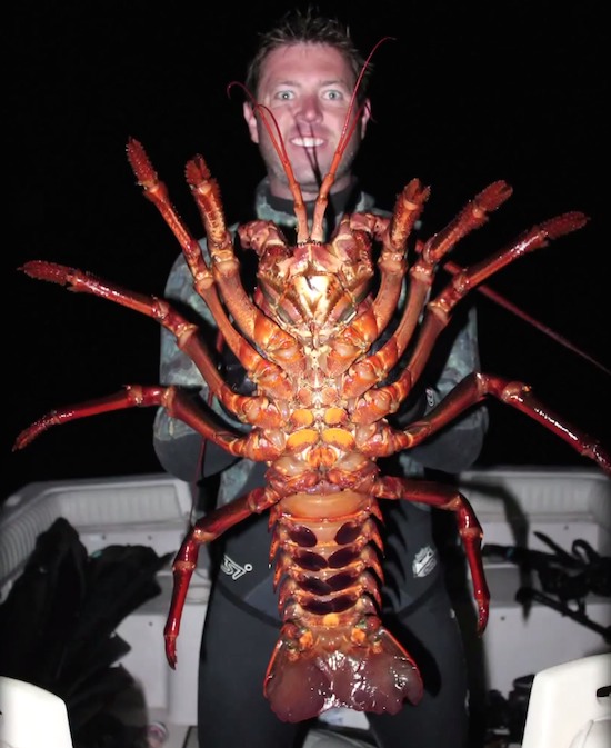 Biologist Discovers 12 Pound 70 Year Old Giant Lobster Sick Chirpse