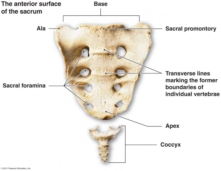 Why Is A Coccyx Vestigial