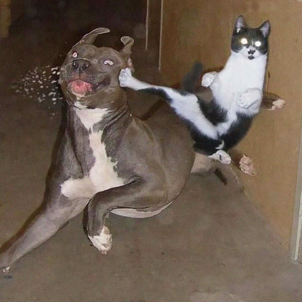 Ninja Cat 9