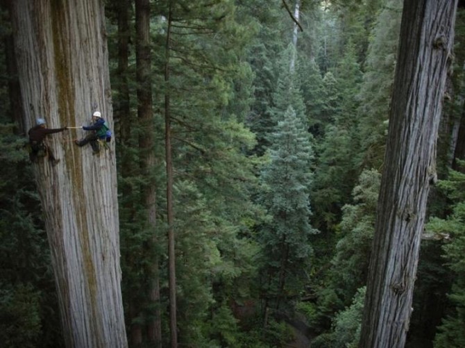 Acrophobia - Climbing Redwoods