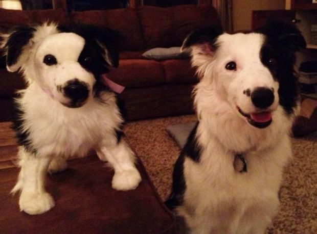 clone your pet stuffed animal