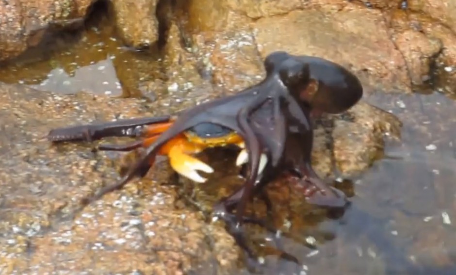 this-octopus-jumping-out-of-the-water-and-eating-a-crab-is-proof-we-re