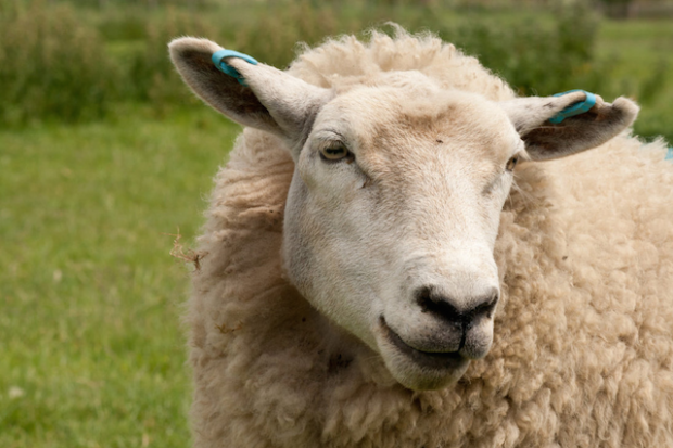 Sheep Are Set To Be Turned Into WiFi Spots In Rural Areas