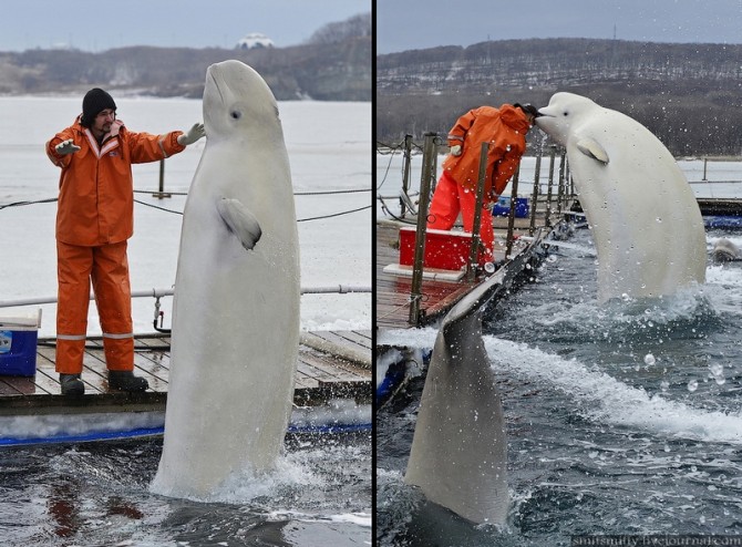 Beluga Whales Russia Training - Ear Nibble