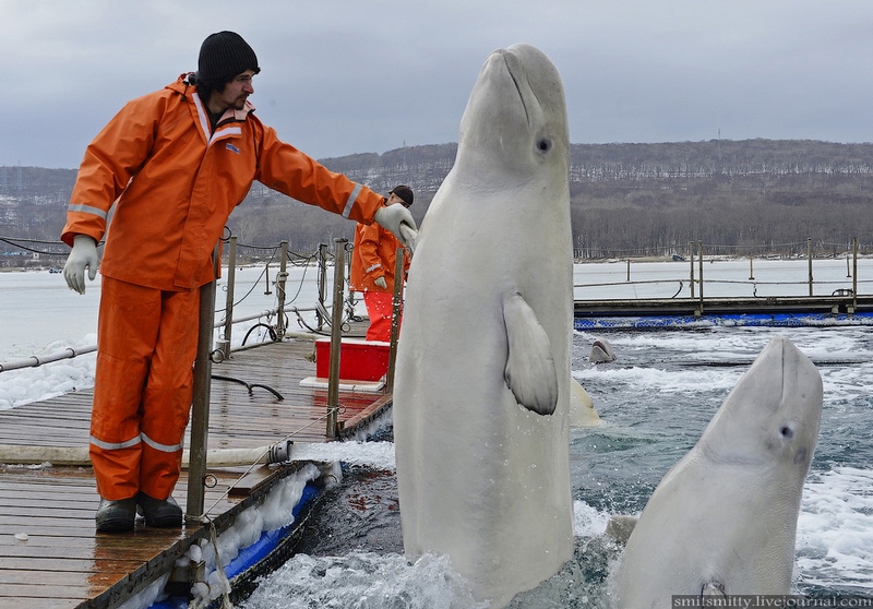 Incredible Images Of White Beluga Whales Being Traine