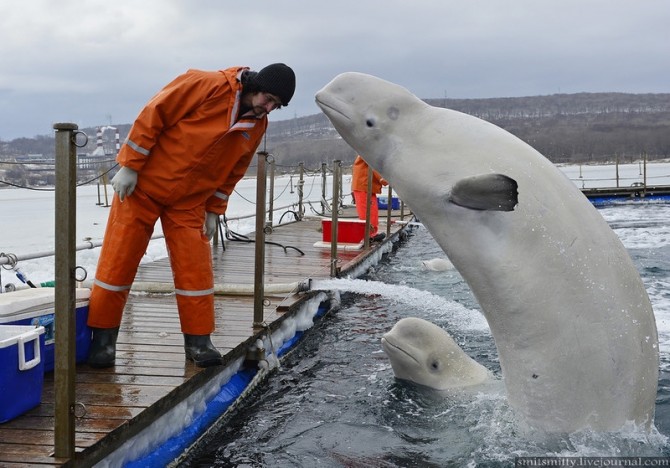 Beluga Whales Russia Training - Headbut