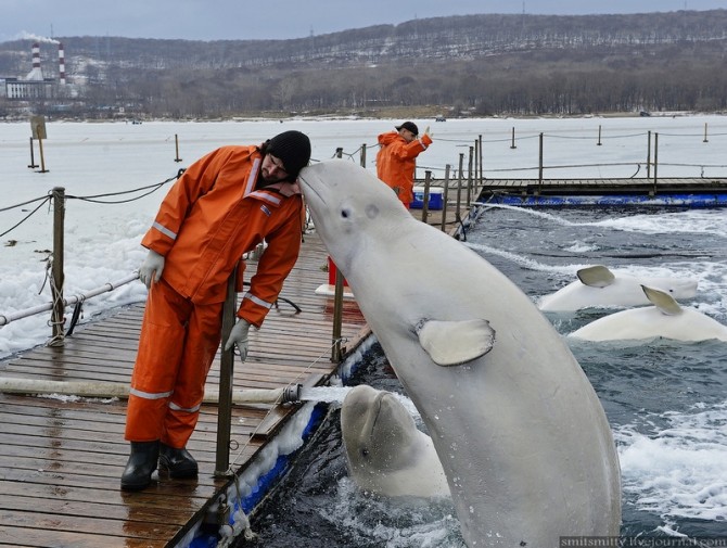 Beluga Whales Russia Training - Headbutt 2