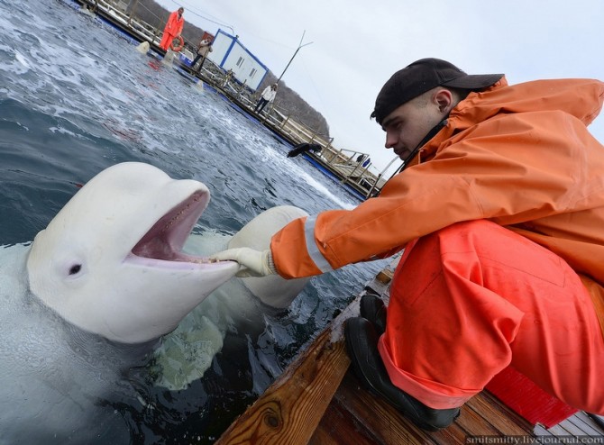 Beluga Whales Russia Training - Teeth