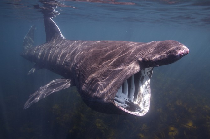 8 Weirdest Sharks In The Universe Make Perfect Viewing If You'd Like ...