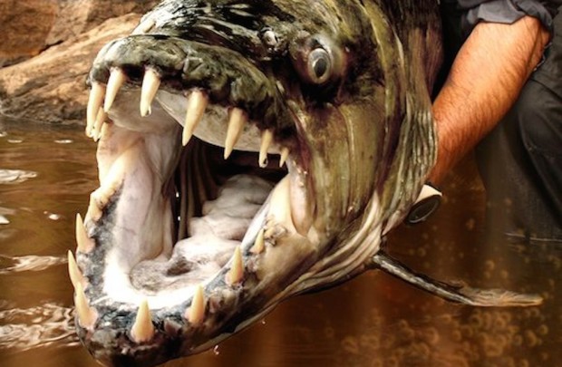 WATCH The Goliath Tigerfish Is One Scary Mofo Sick Chirpse