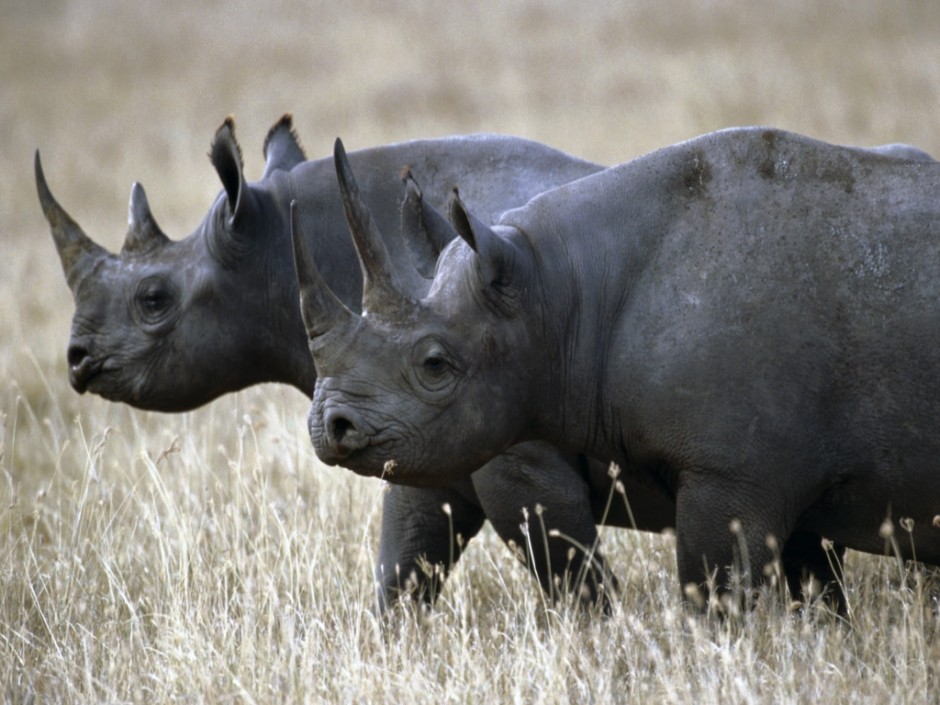 western black rhino