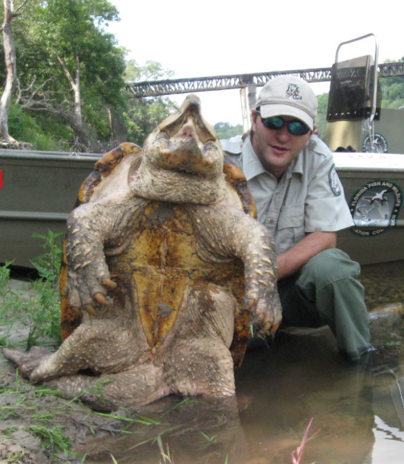 Alligator Snapping Turtles Are Real And They Are Absolutely Terrifying