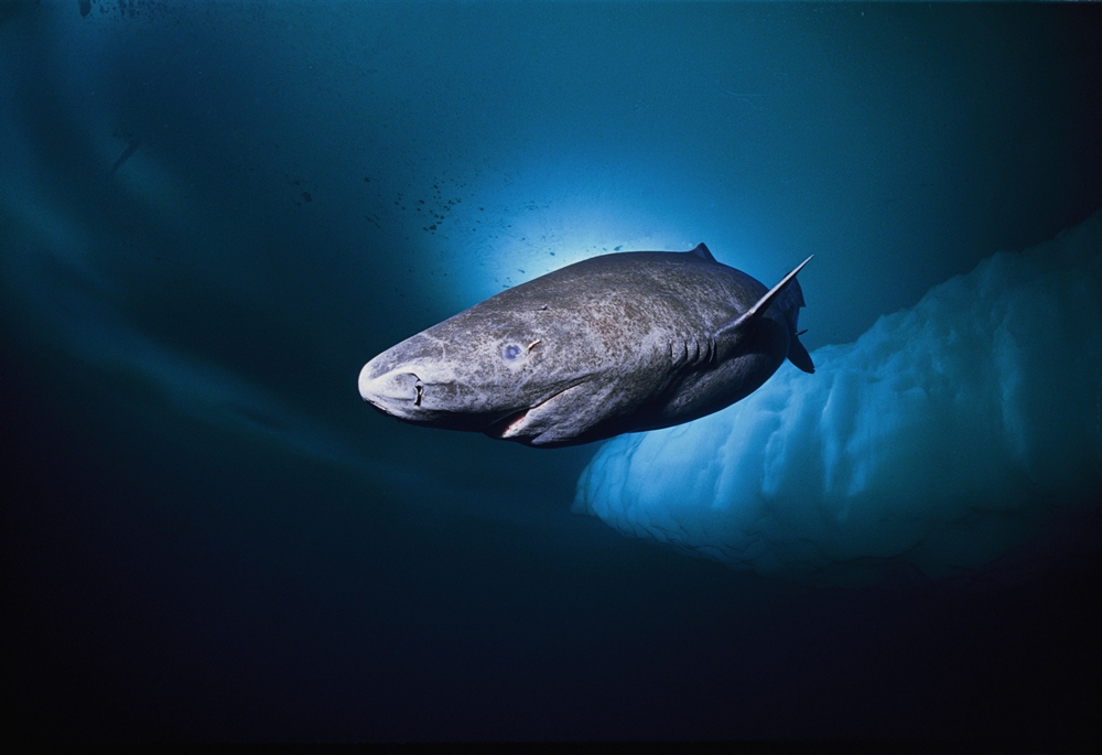 Amazing Ocean Photography - Greenland Shark