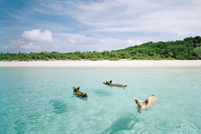 Weird Beaches - Pig Beach,  Big Major Cay, Bahamas