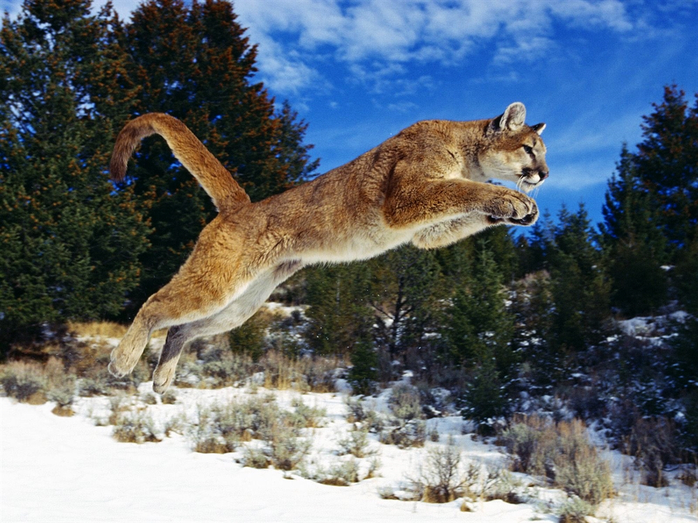 Animals Hunting - Puma