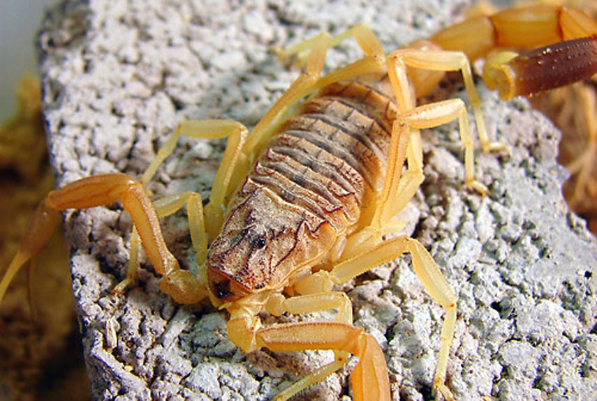 Most Poisonous Animals - Deathstalker Scorpion Close Up